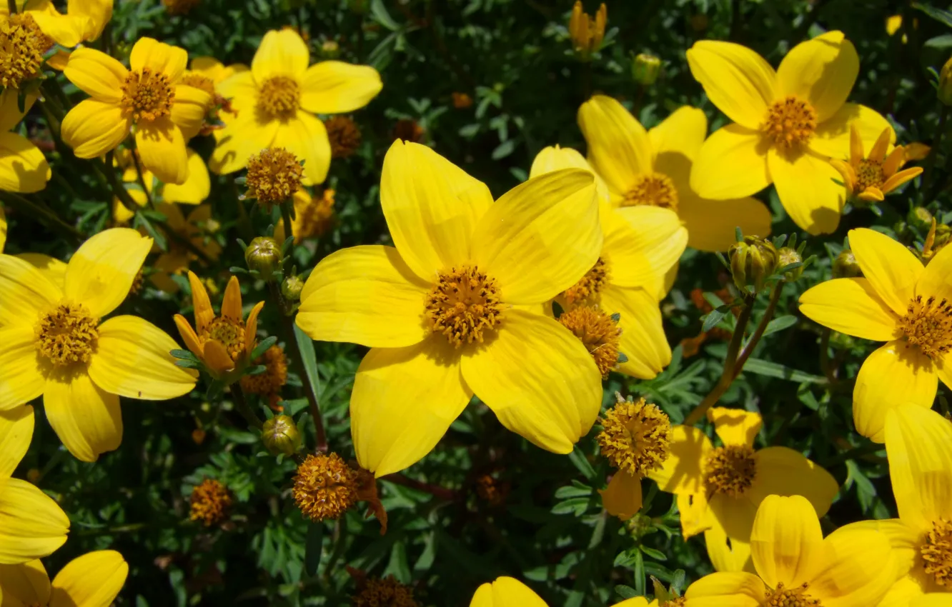 Photo wallpaper Germany, blume, Flower