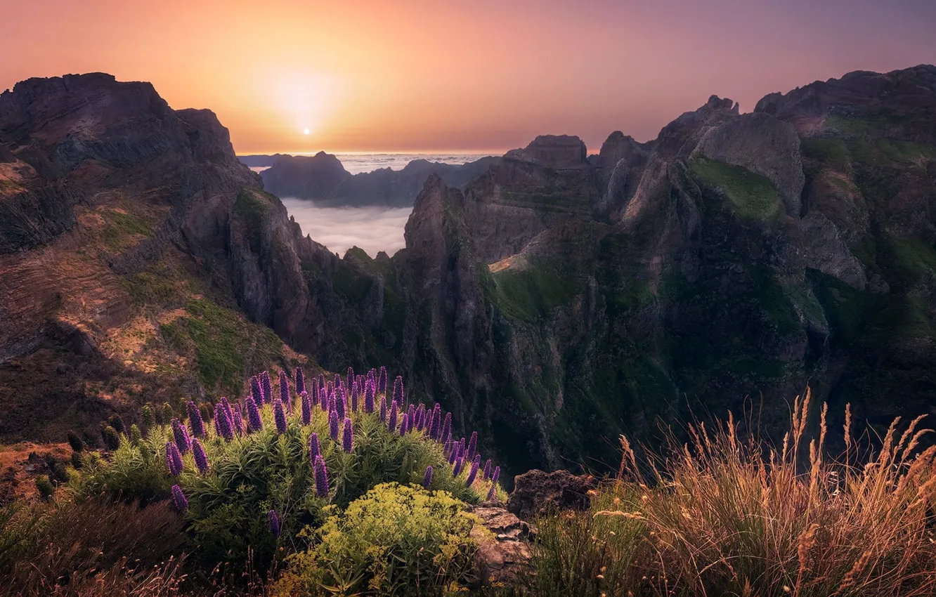 Photo wallpaper sunset, flowers, mountains, the evening