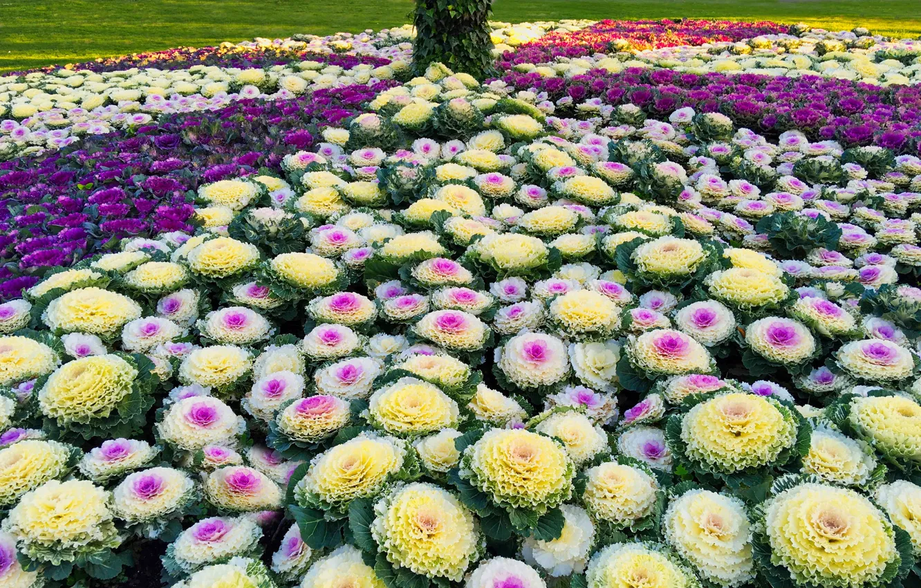 Photo wallpaper Park, flowerbed, cabbage