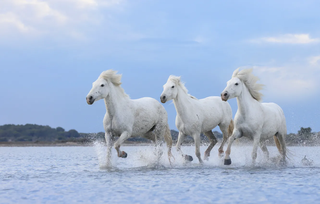 Photo wallpaper sea, water, horse, shore, horse, running, white, pond