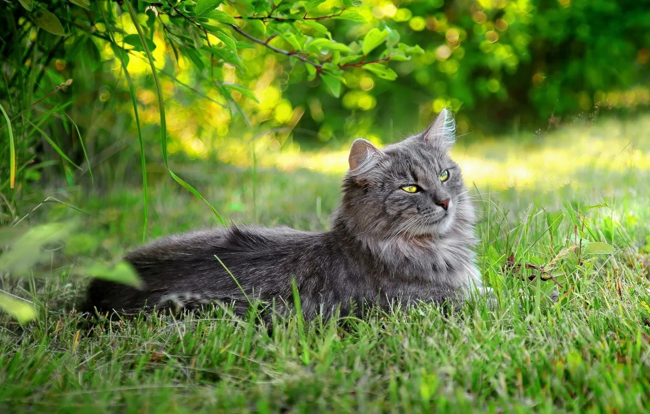 Photo wallpaper cat, grey, Lying in the grass