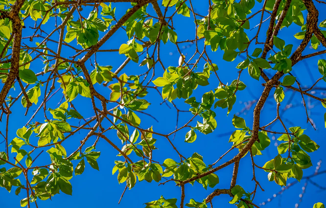 Photo wallpaper summer, the sky, leaves, branches, tree, spring, summer, leaves