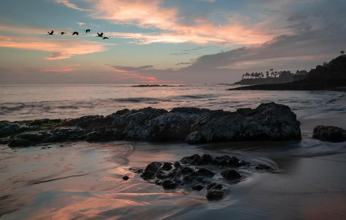 Photo wallpaper sea, the sky, photo, bird