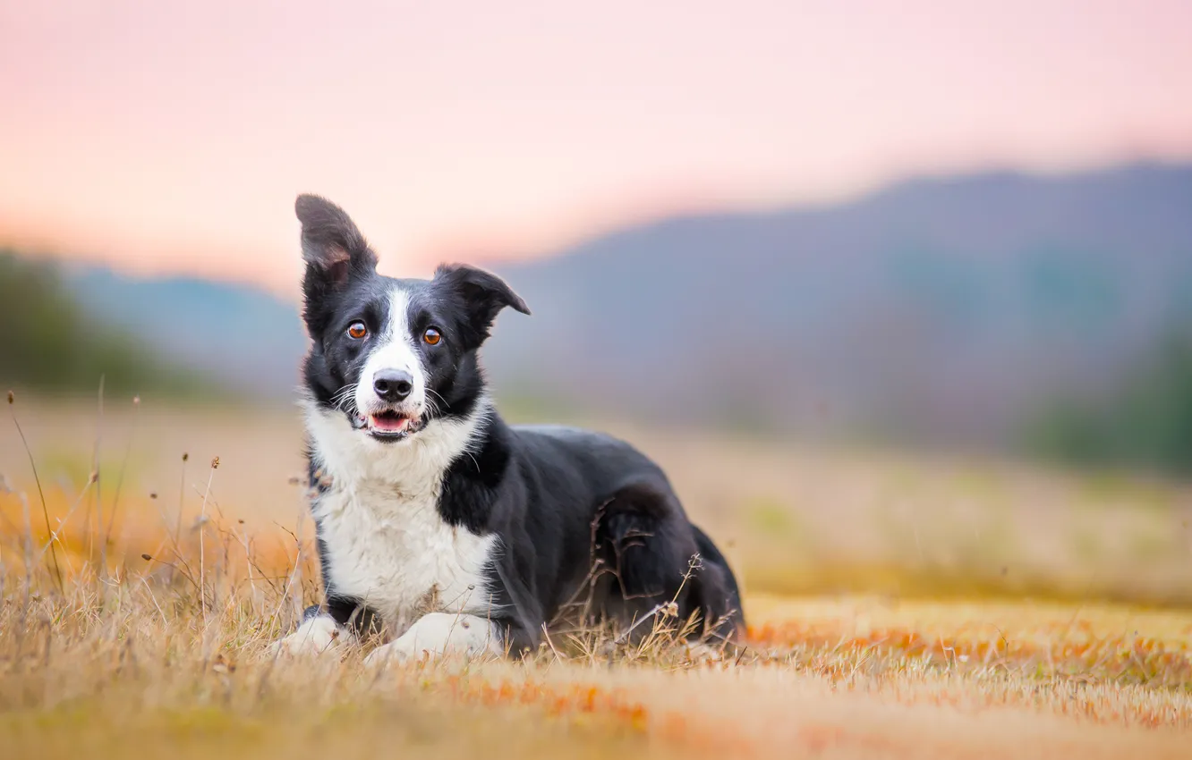 Photo wallpaper field, forest, nature, portrait, dog, black and white, sitting, Wallpaper from lolita777