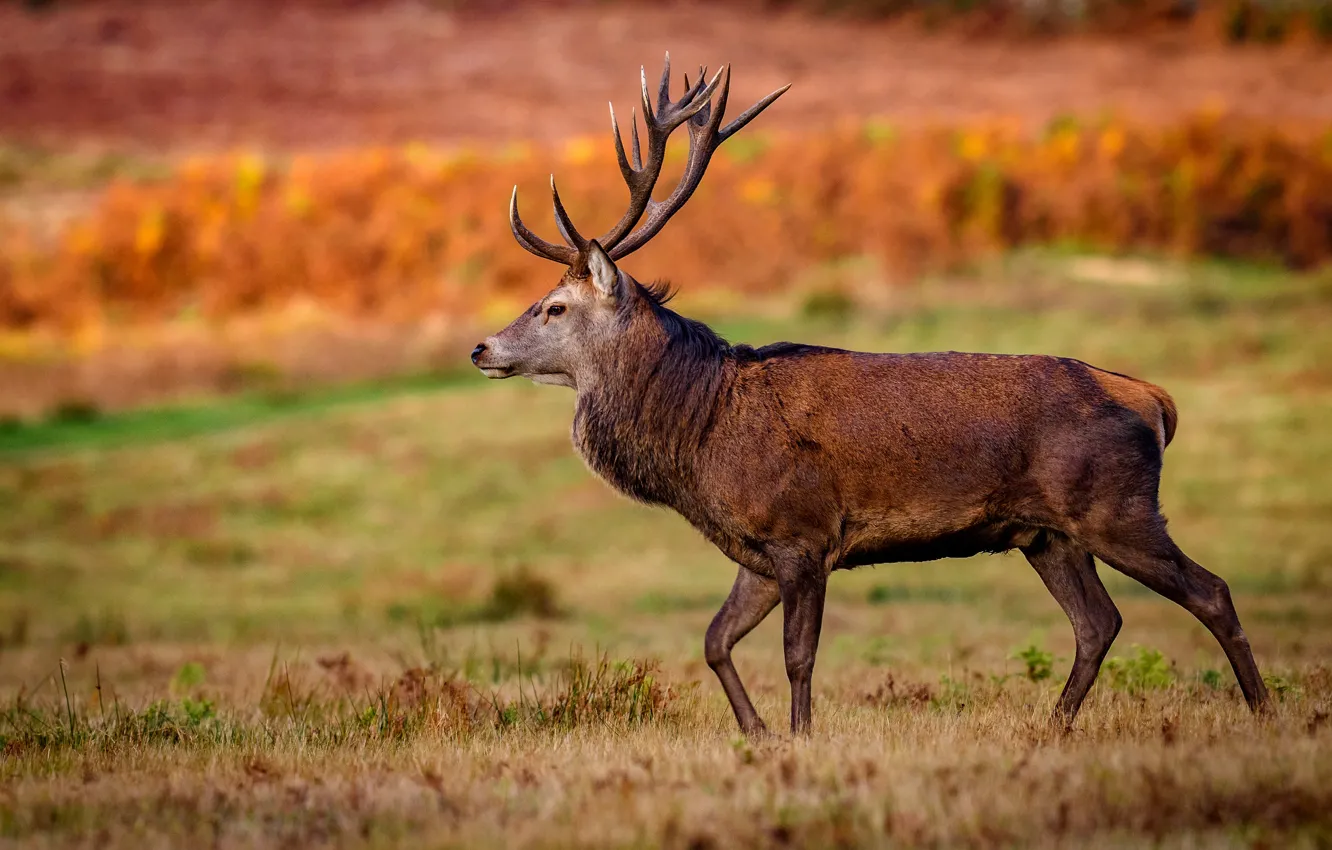 Photo wallpaper field, autumn, nature, deer, profile, walk