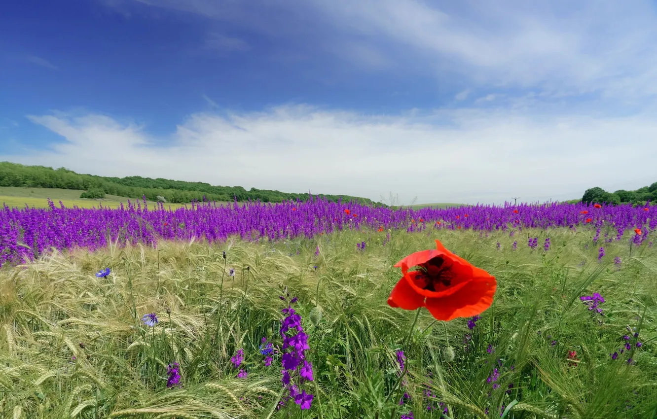 Photo wallpaper field, summer, the sky, flowers, nature, view, Maki, dal
