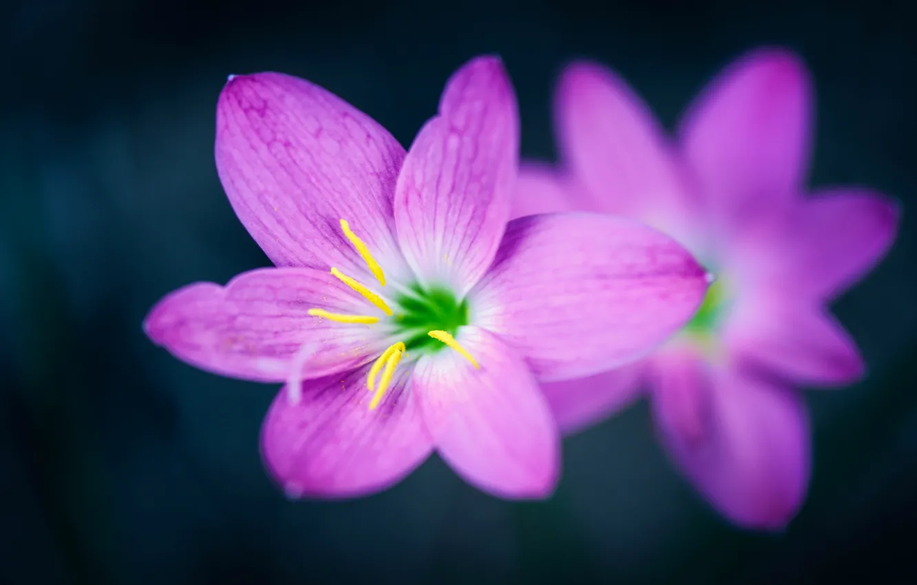 Photo wallpaper flowers, nature, petals