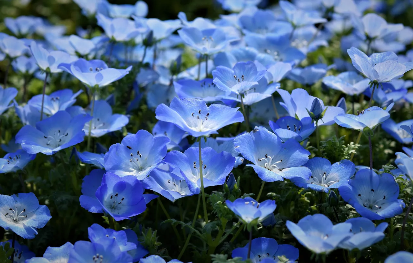 Photo wallpaper flowers, glade, blue, a lot, nemophila