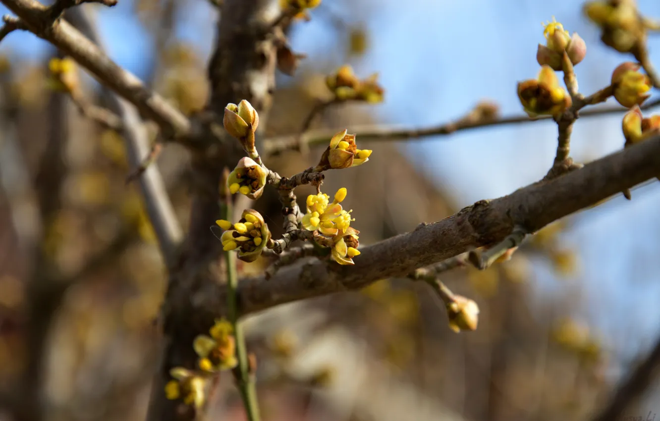 Photo wallpaper yellow, spring, flowering, kidney, dogwood