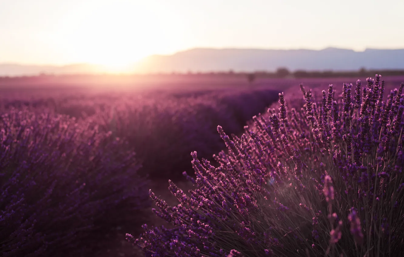 Photo wallpaper field, the sun, sunset, flowers, France, lavender, Provence, valensole