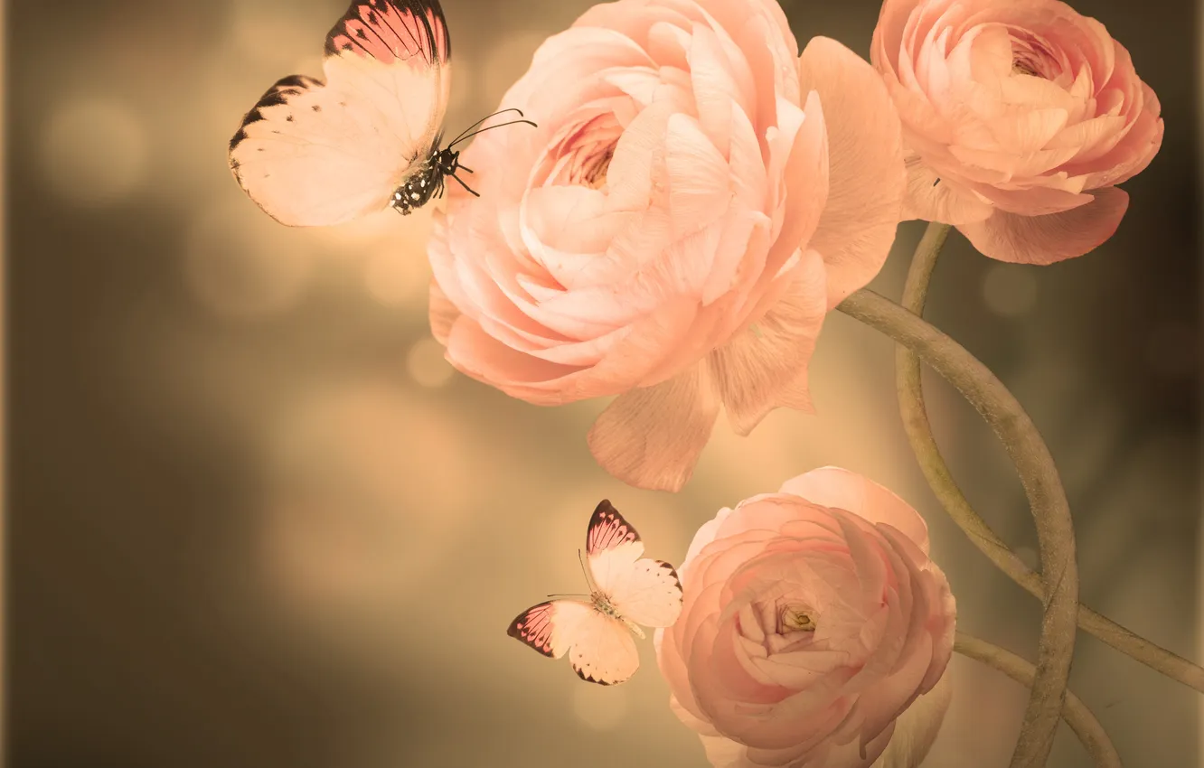 Photo wallpaper butterfly, petals, buds, flowering, Asian Buttercup
