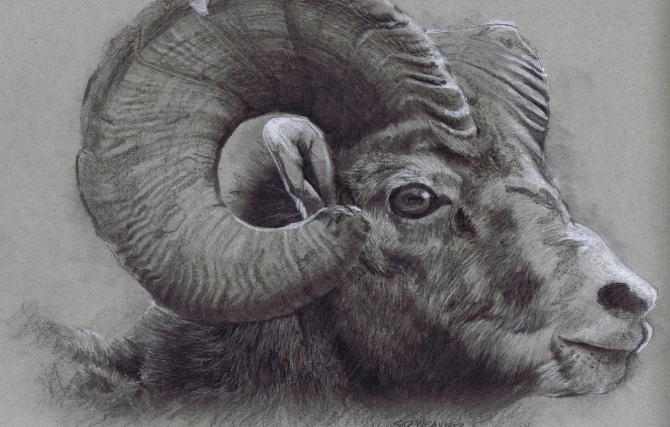 Photo wallpaper horns, drawing, head, Bighorn Ram