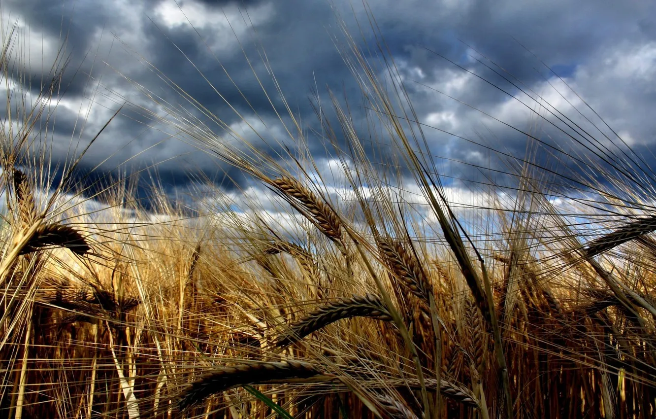 Photo wallpaper the sky, rye, ears