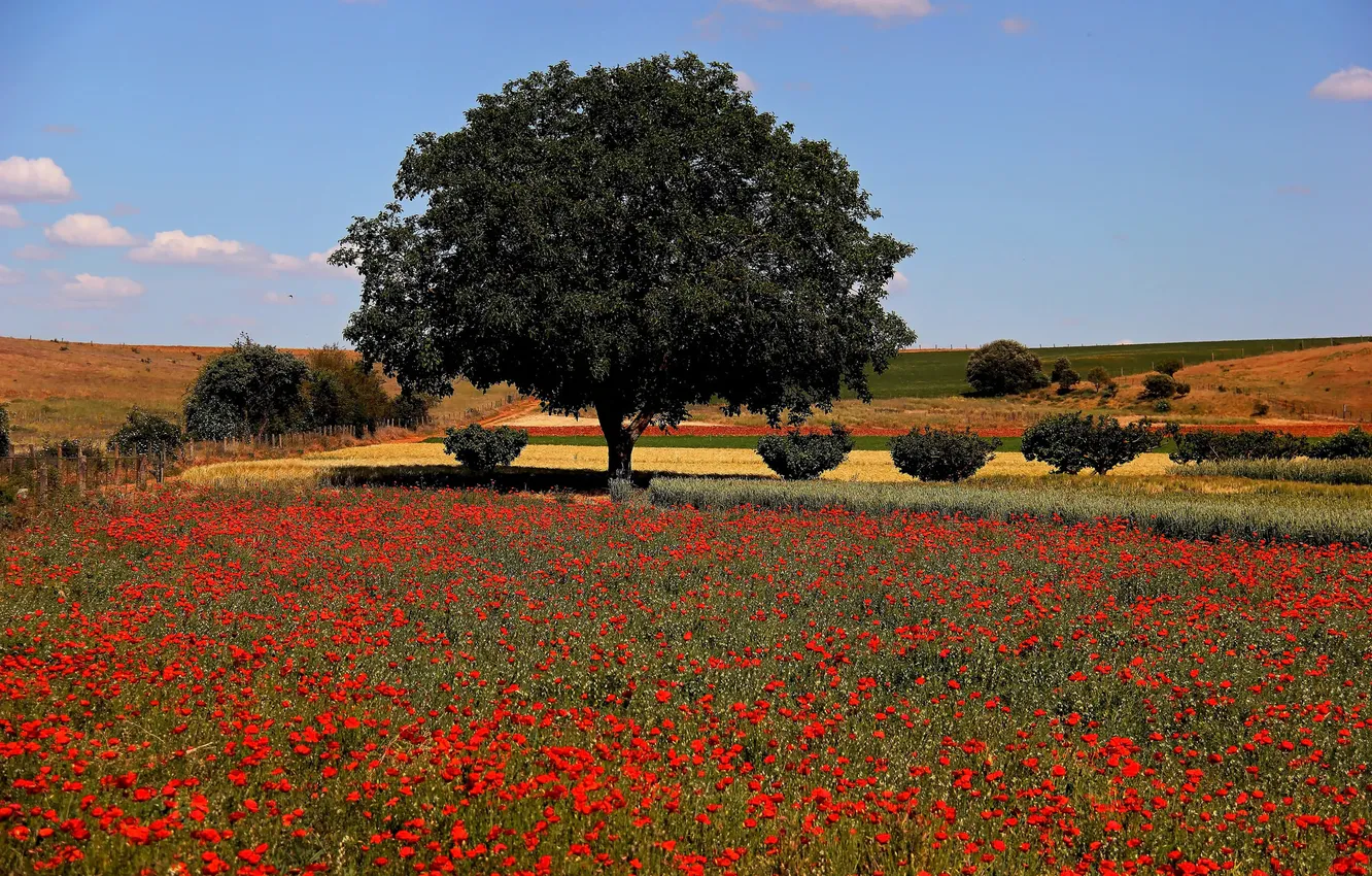 Photo wallpaper field, the sky, trees, flowers, hills, Maki, meadow