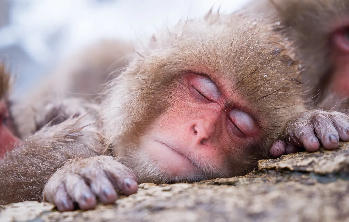 Photo wallpaper nature, background, monkey