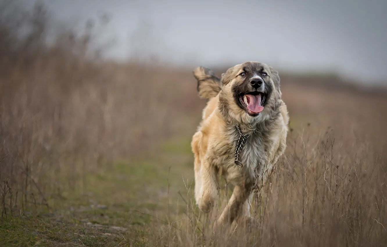 Photo wallpaper field, dog, running