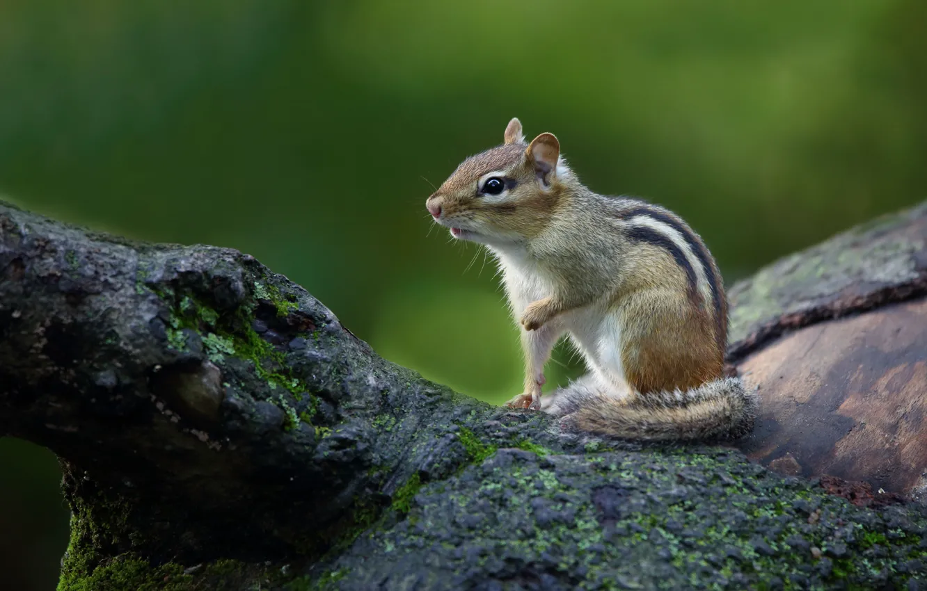 Photo wallpaper look, trees, nature, pose, background, Chipmunk, snag, sitting