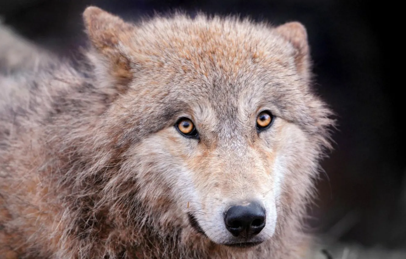 Photo wallpaper Predator, nature, animal, wolf, wildlife, portrait, portrait., Canis lupus. face