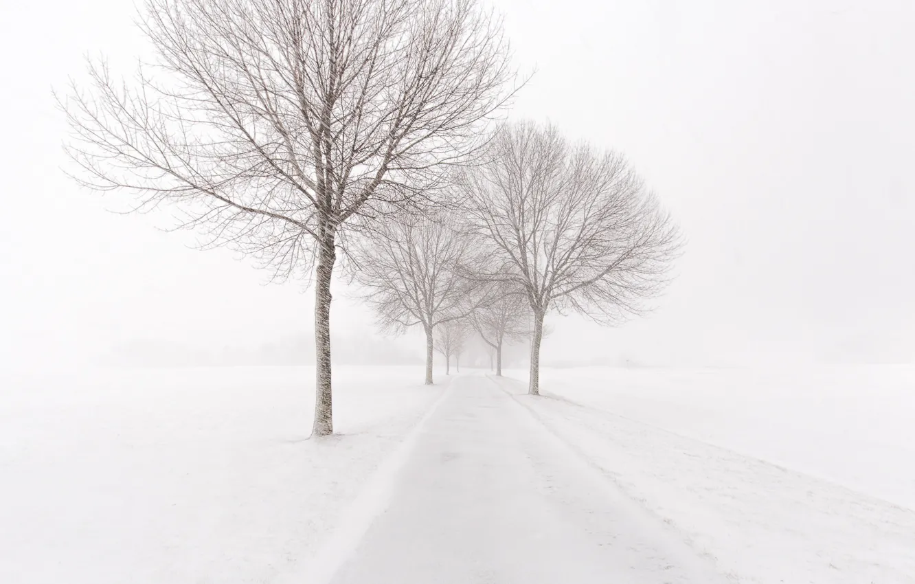 Photo wallpaper winter, road, snow, trees, fog