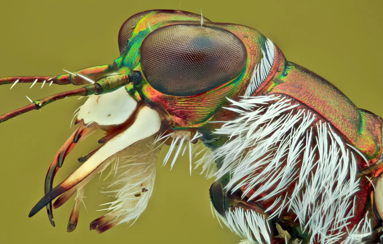 Photo wallpaper macro, background, portrait, insect