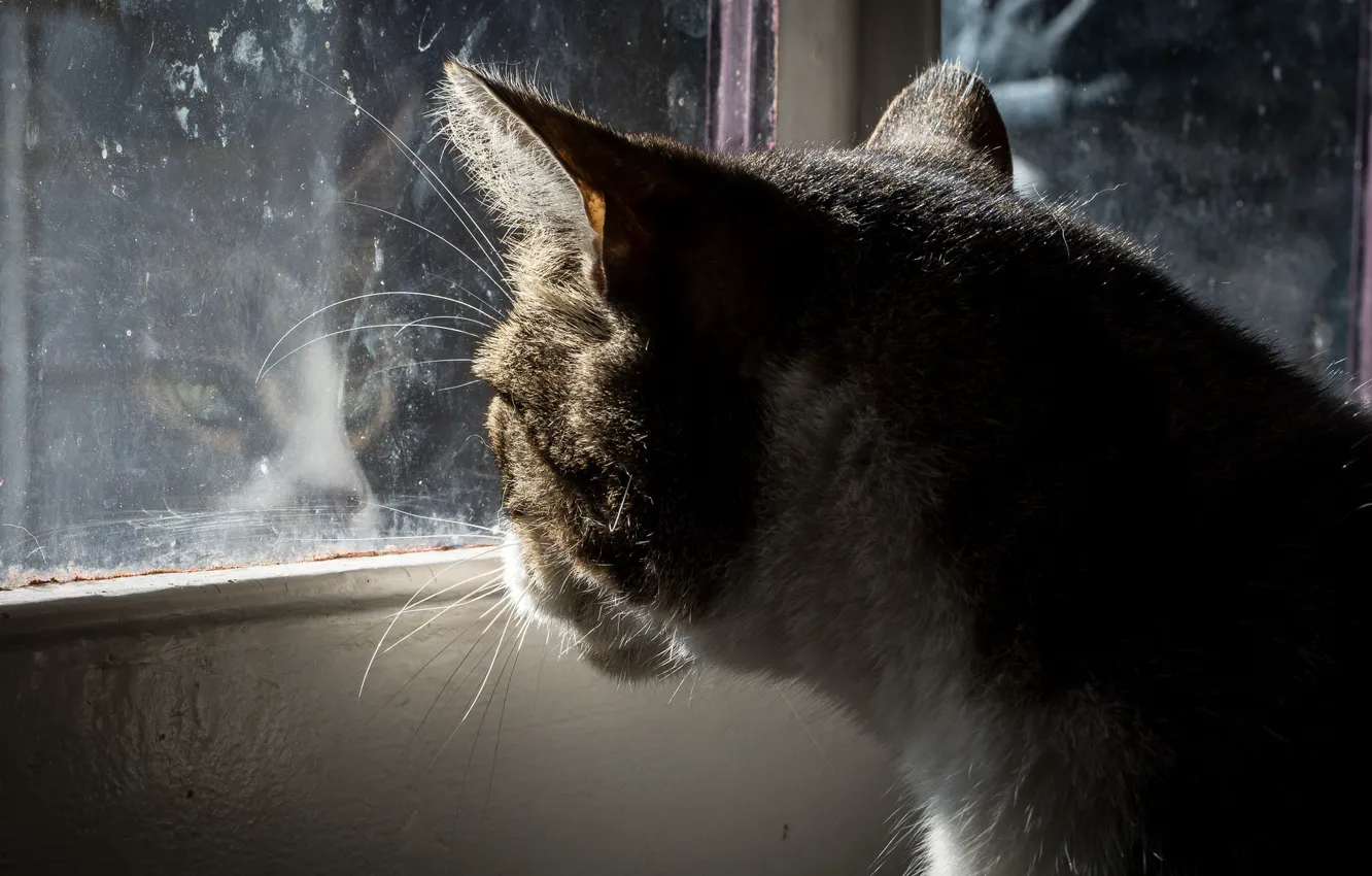 Photo wallpaper cat, cat, glass, window, sitting