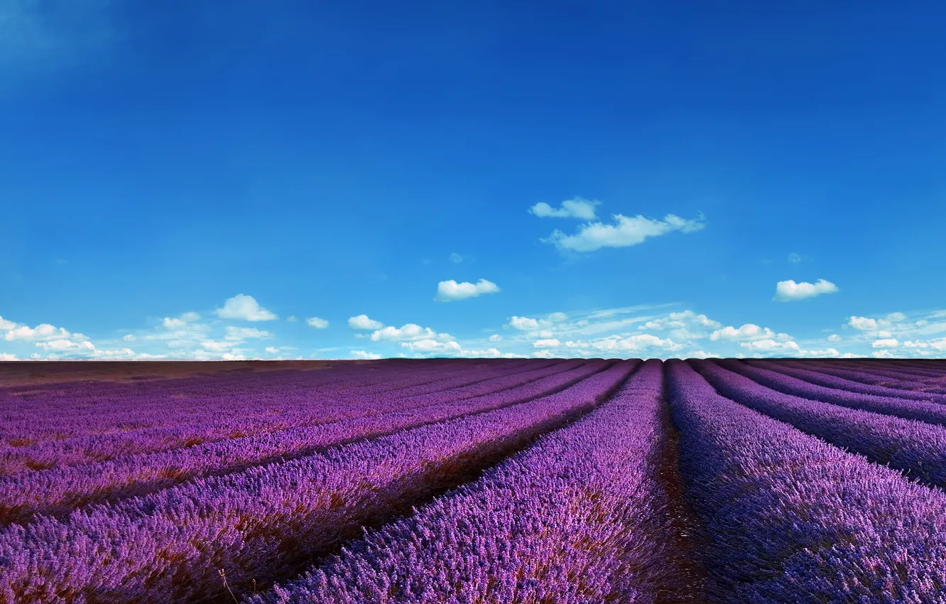 Photo wallpaper field, summer, the sky, clouds, flowers, strip, blue, dal