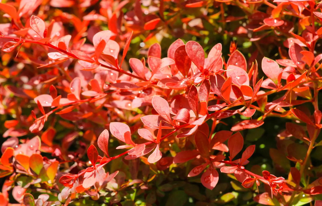 Photo wallpaper red, leaf, twigs