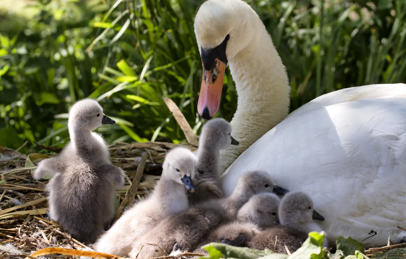 Photo wallpaper swans, Chicks, motherhood, brood
