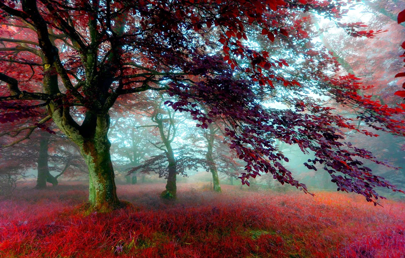 Photo wallpaper FOREST, GRASS, COLOR, TREES, AUTUMN, FOLIAGE, FOG