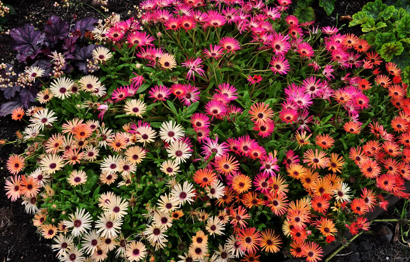 Photo wallpaper flowers, photo, a lot, Mesembryanthemum