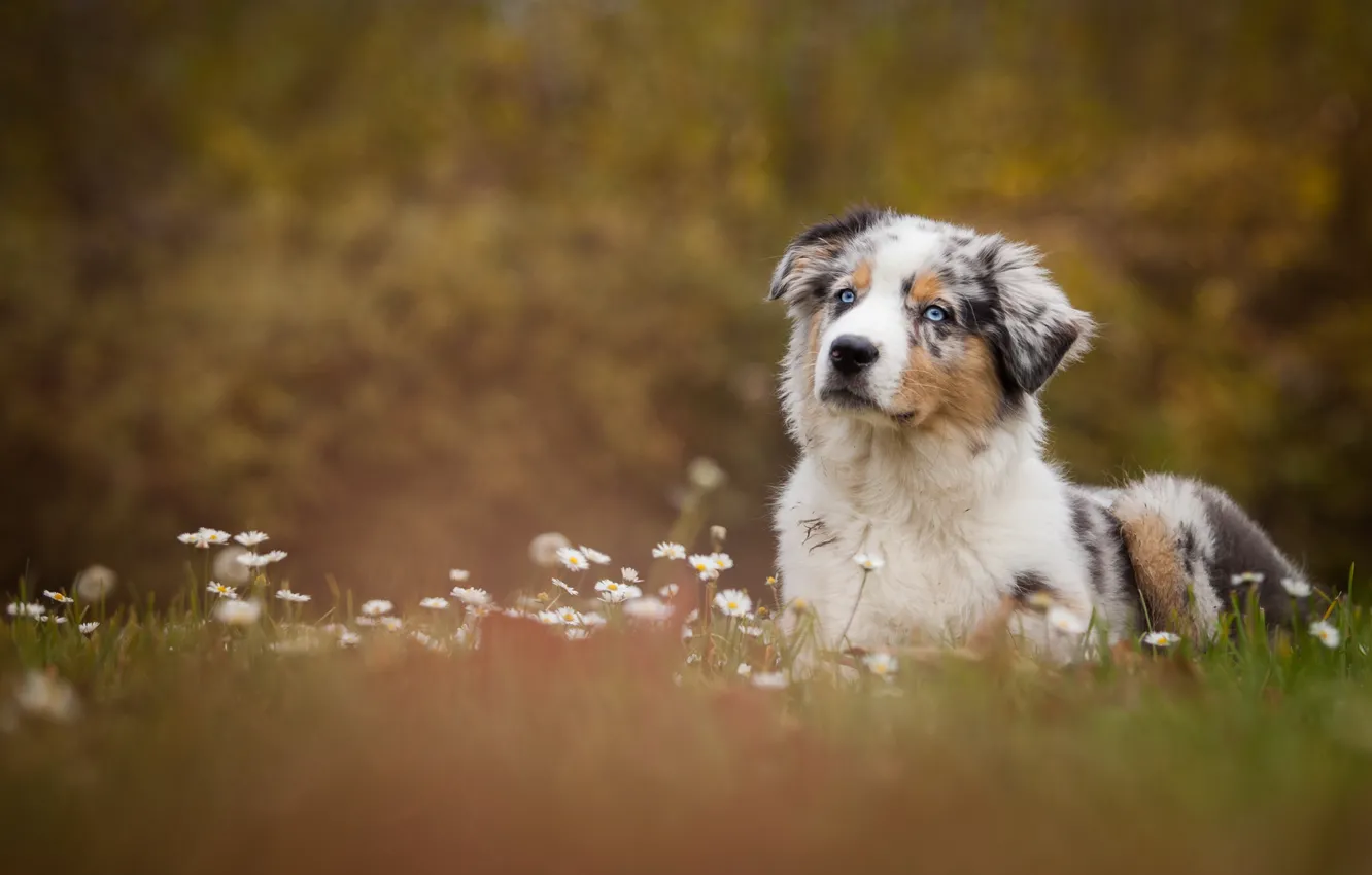 Photo wallpaper flowers, glade, chamomile, dog, meadow, puppy, Wallpaper from lolita777, Aussie