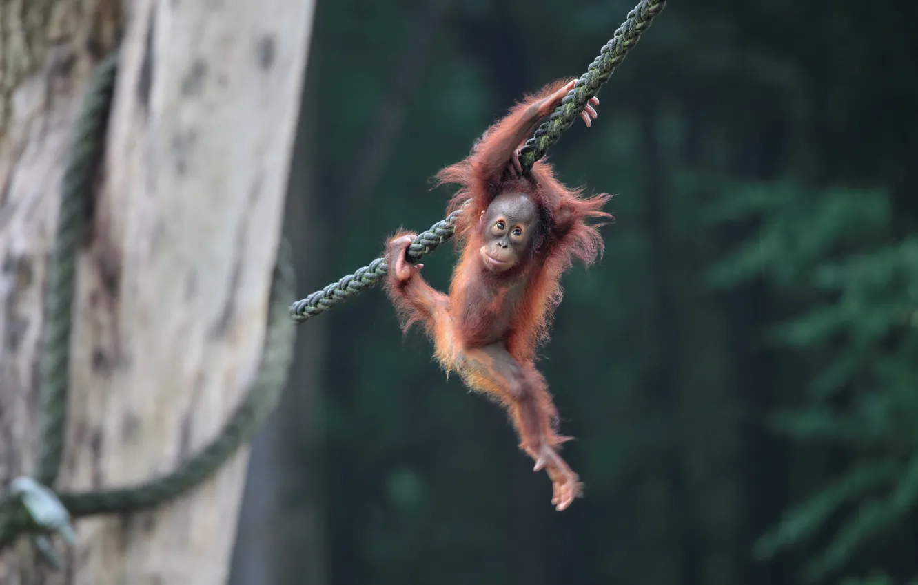 Photo wallpaper baby, rope, orangutan