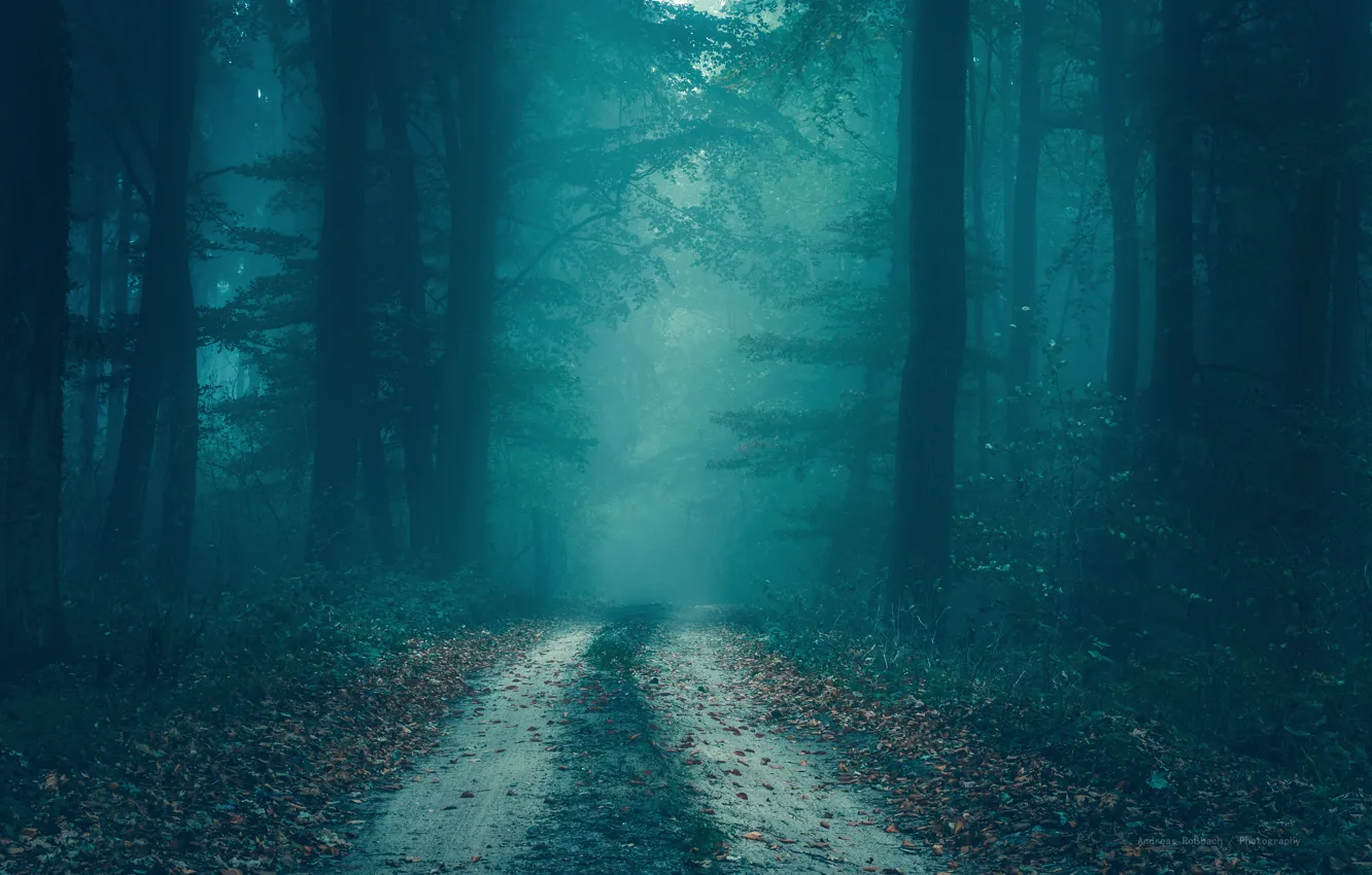Photo wallpaper road, autumn, forest, trees, fog, haze, trunk, twilight