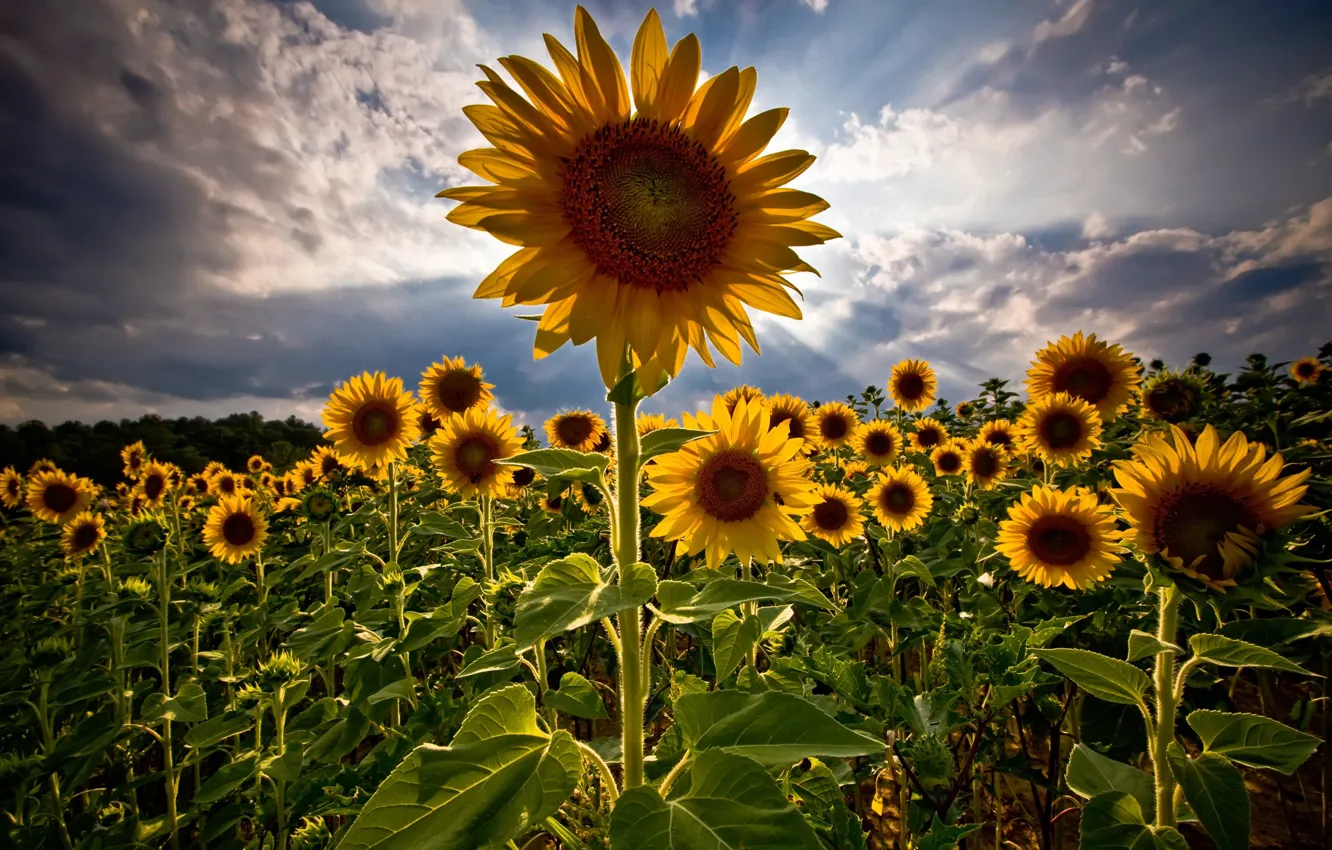 Photo wallpaper field, summer, sunflowers