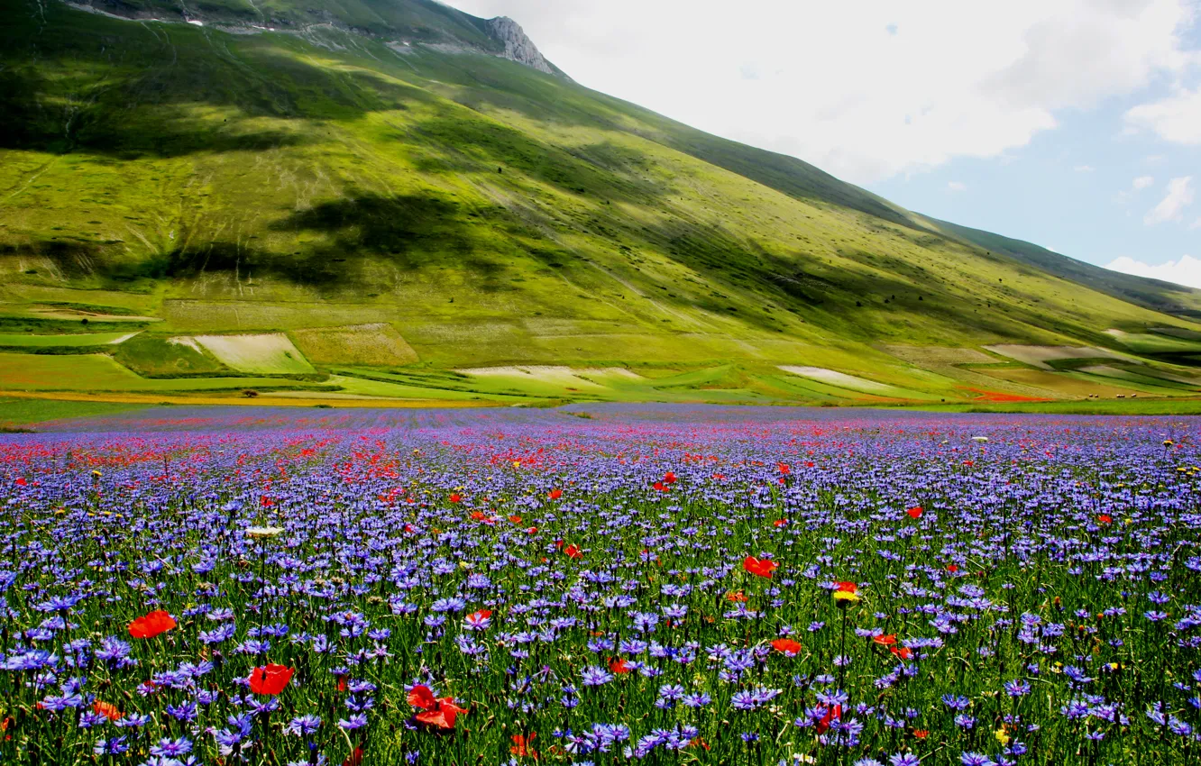 Photo wallpaper flowers, nature, Maki, hill, meadow, cornflowers