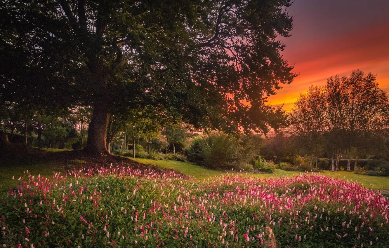 Photo wallpaper flowers, nature, garden, trees, landscape, sunset