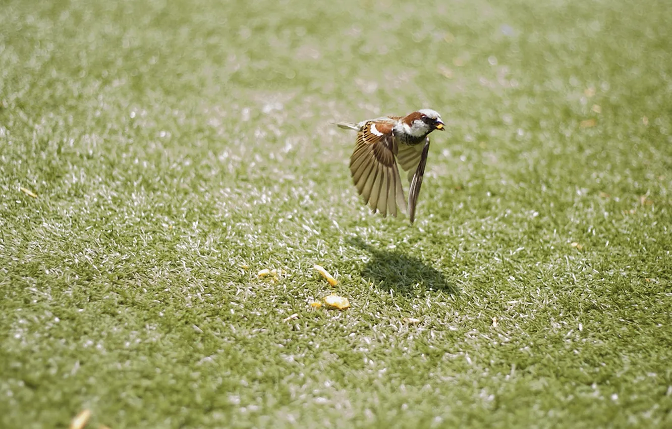 Photo wallpaper grass, flight, movement, bird, wings, Sparrow, bird, bokeh
