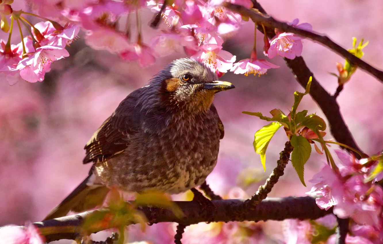 Photo wallpaper look, leaves, light, trees, flowers, branches, bird, spring