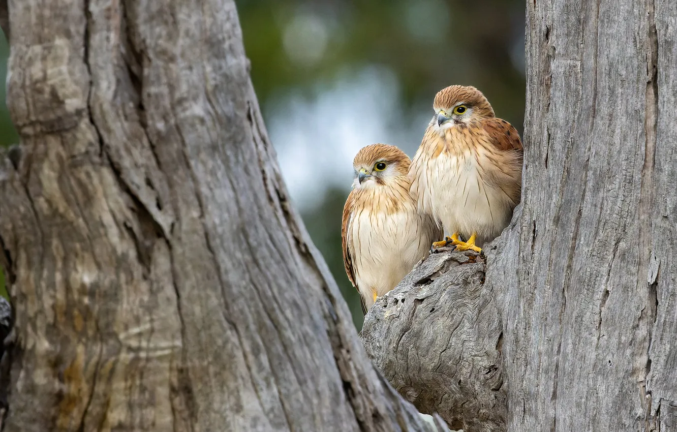 Photo wallpaper look, trees, bird, trunk, Falcon, a couple, Chicks, bokeh