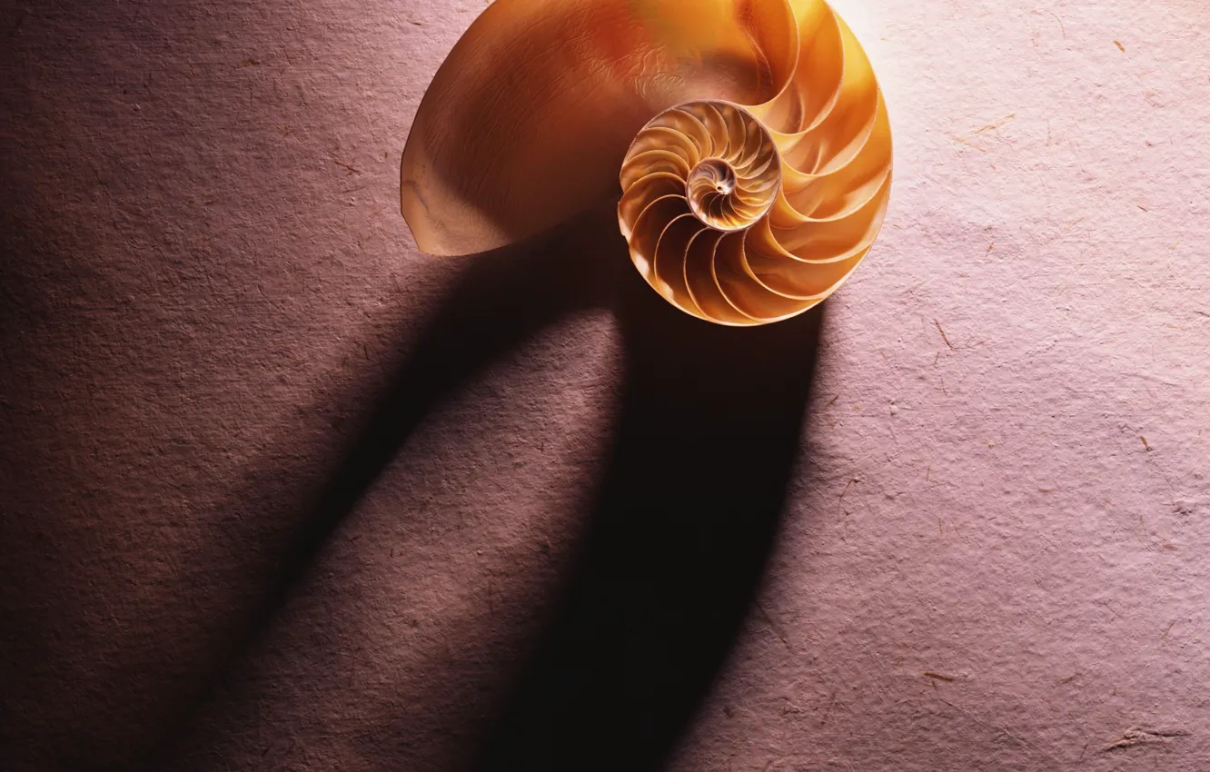 Photo wallpaper paper, shadow, shell