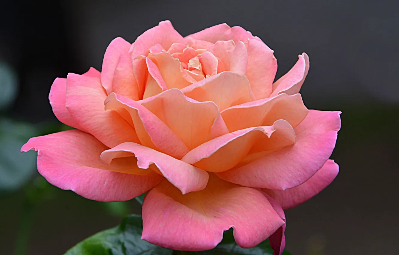 Photo wallpaper macro, roses, petals, buds