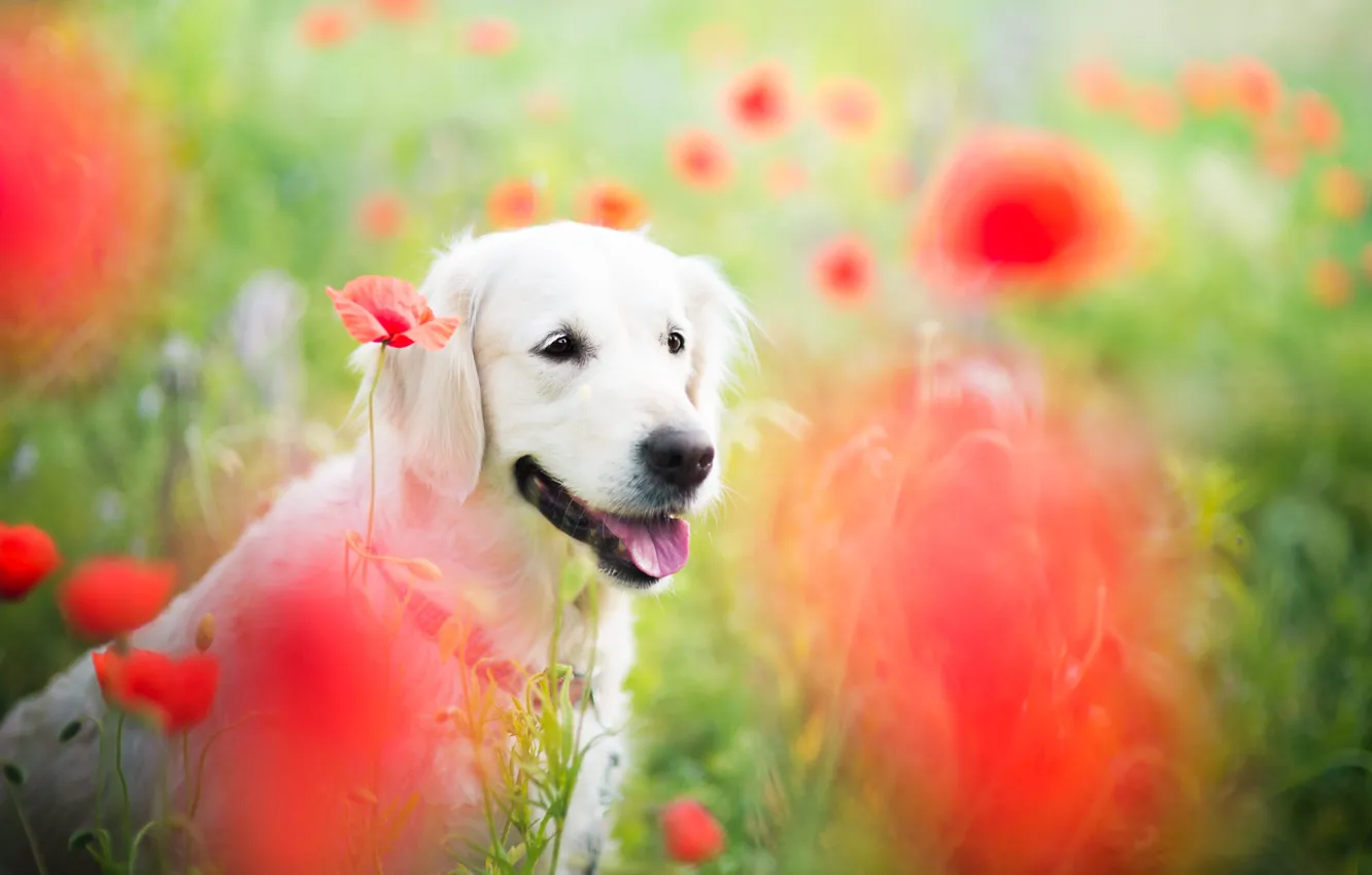 Photo wallpaper field, flowers, nature, animal, Maki, dog, dog