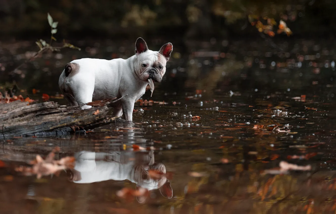 Photo wallpaper autumn, white, water, lake, pond, reflection, shore, foliage