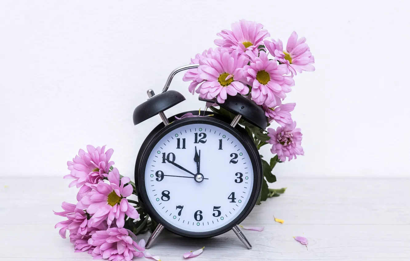 Photo wallpaper flowers, table, watch, petals, alarm clock, white background, pink, chrysanthemum