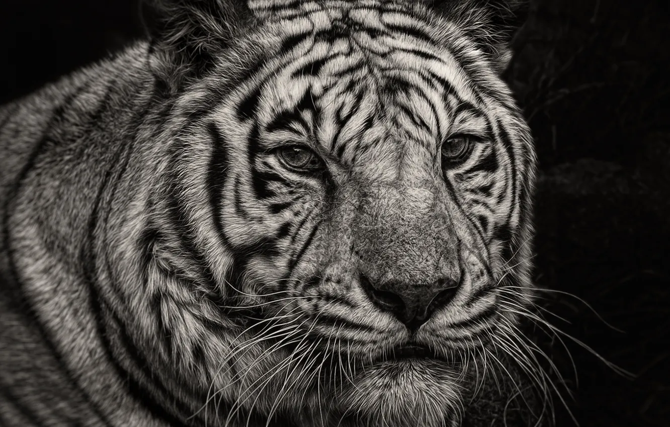Photo wallpaper look, tiger, portrait