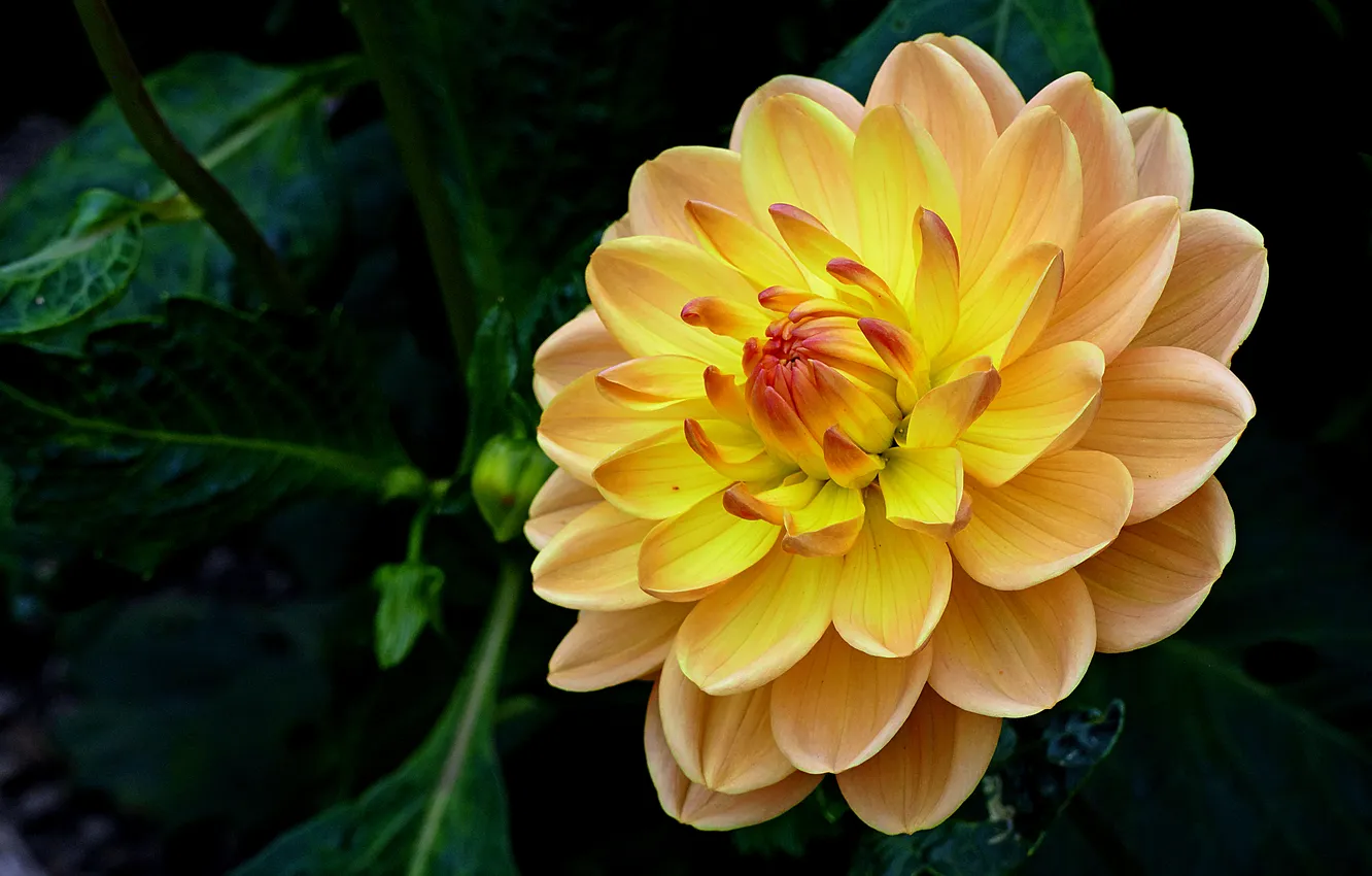 Photo wallpaper flower, leaves, macro, the dark background, Dahlia, yellow