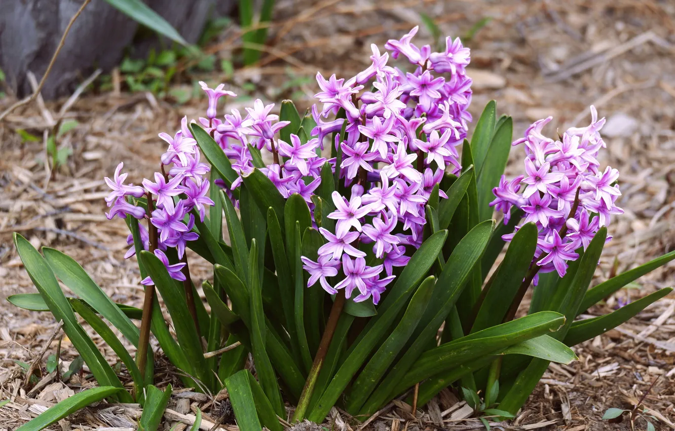Photo wallpaper flowers, glade, spring, pink, lilac, hyacinths
