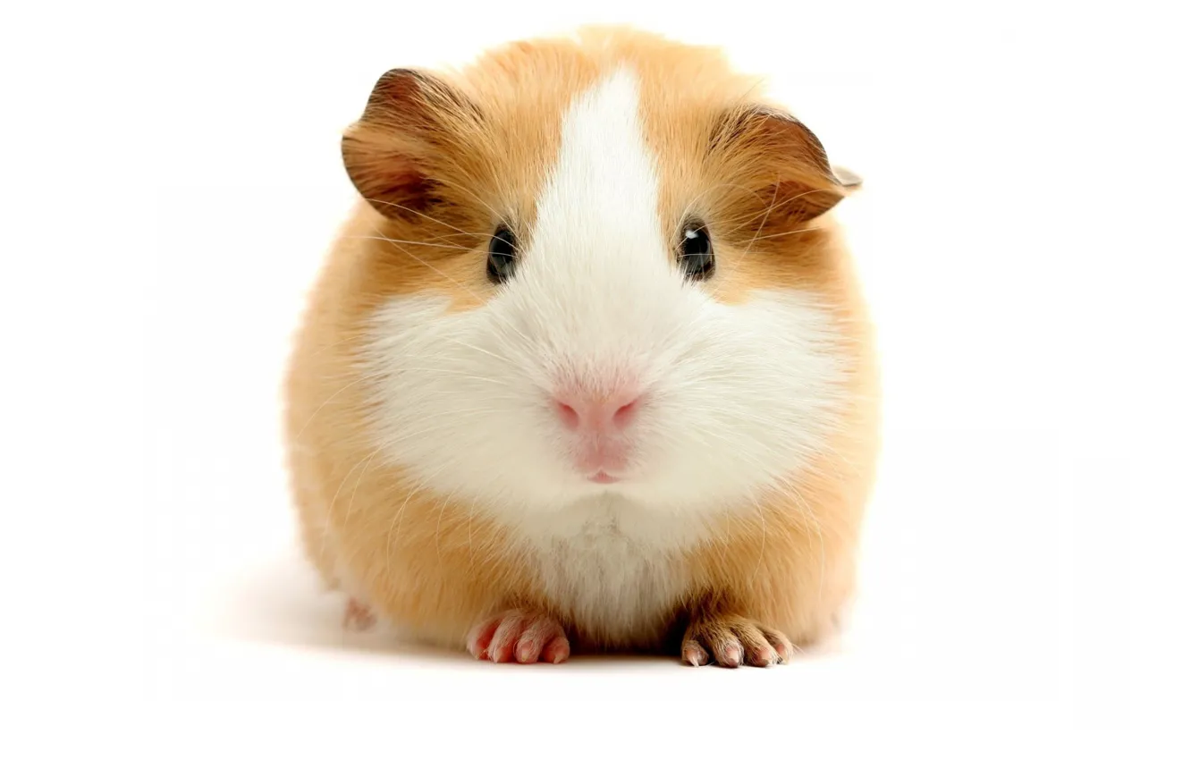 Photo wallpaper white, hamster, Guinea pig, brown, Funny