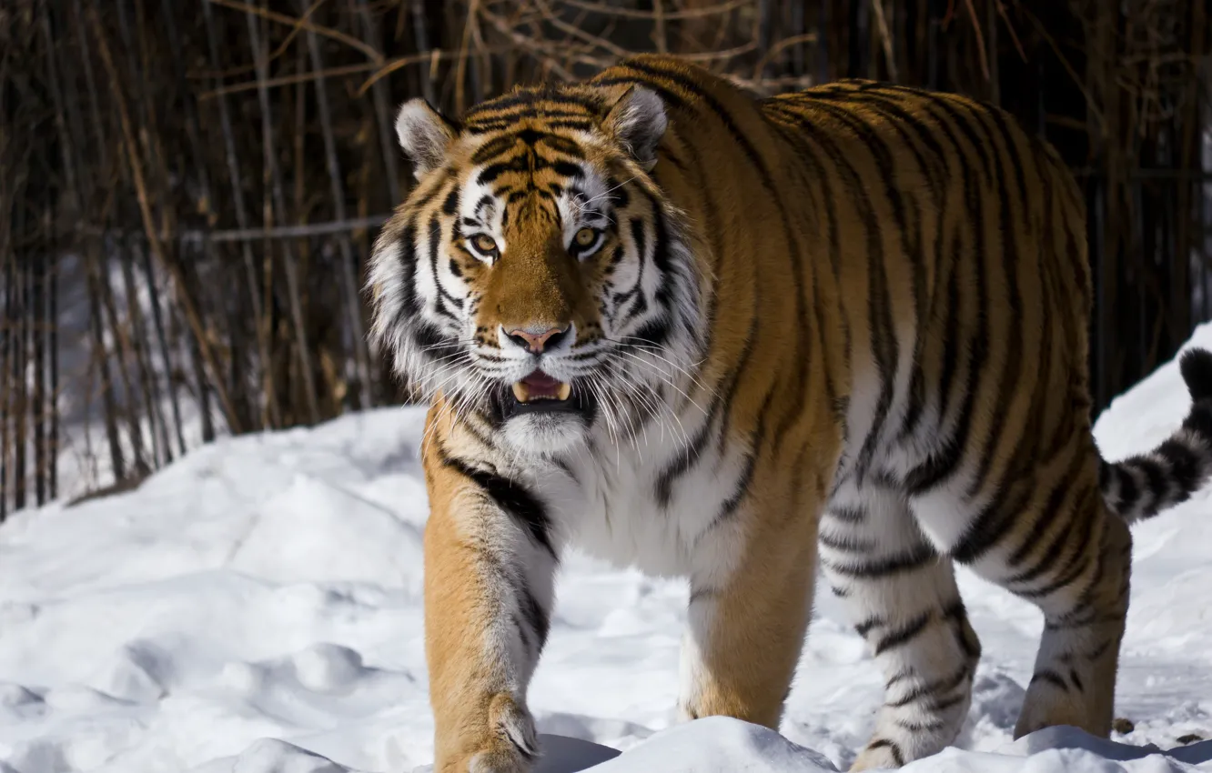 Photo wallpaper look, snow, The Amur tiger, Moscow zoo