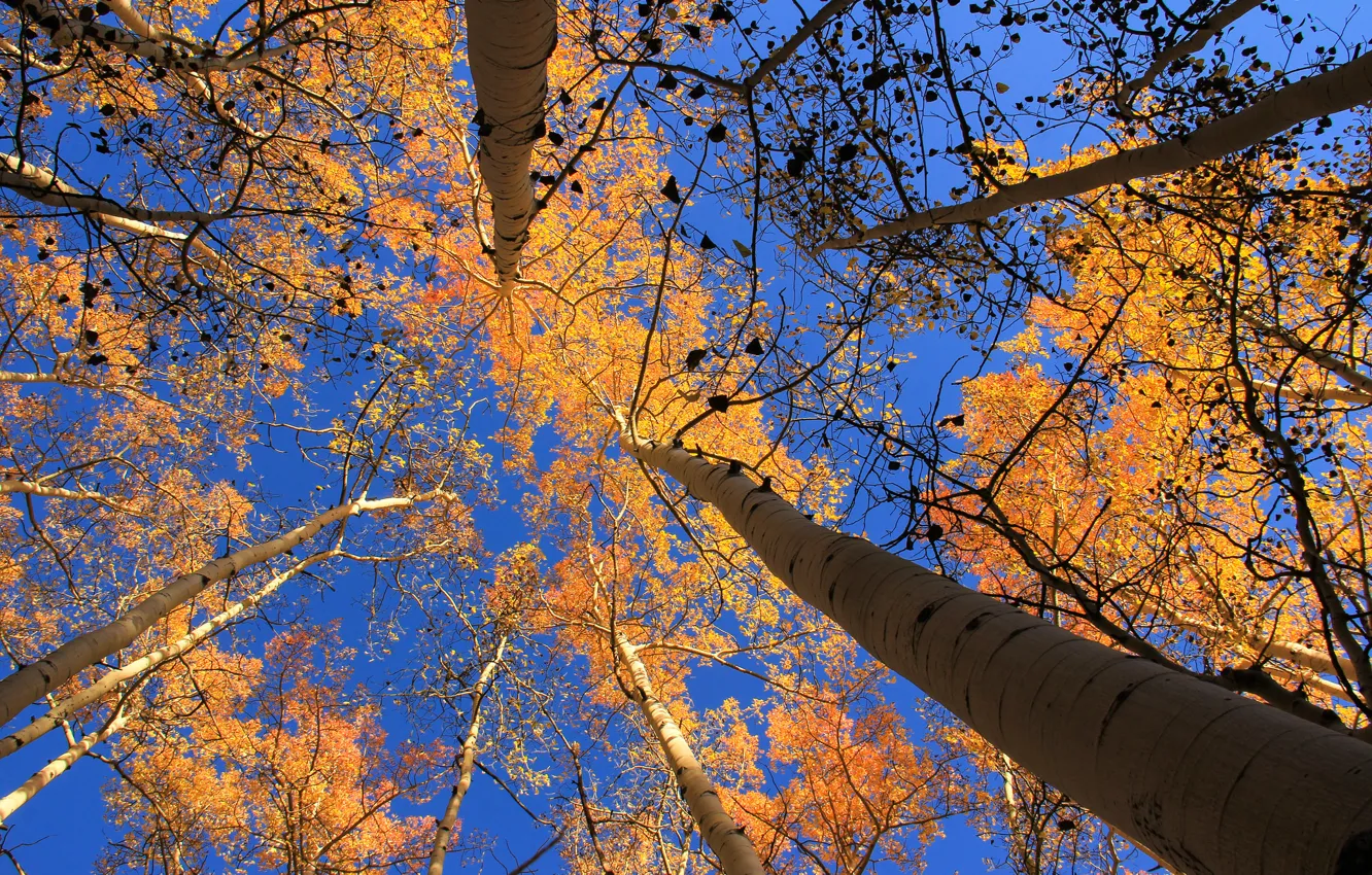 Photo wallpaper autumn, the sky, leaves, trees, Colorado, USA, aspen, Aspen
